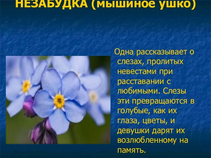 НЕЗАБУДКА (мышиное ушко) Одна рассказывает о слезах, пролитых невестами при расставании