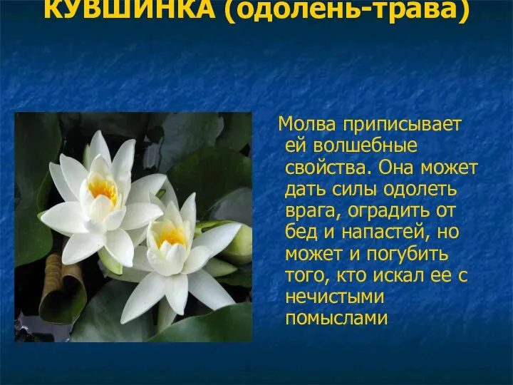 КУВШИНКА (одолень-трава) Молва приписывает ей волшебные свойства. Она может дать силы