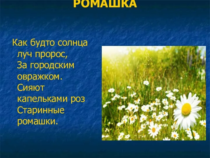 РОМАШКА Как будто солнца луч пророс, За городским овражком. Сияют капельками роз Старинные ромашки.