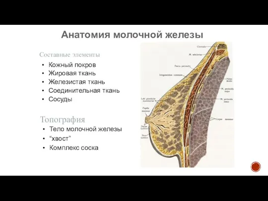 Анатомия молочной железы Кожный покров Жировая ткань Железистая ткань Соединительная ткань