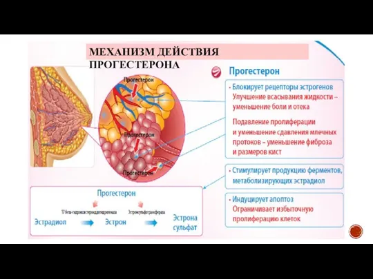 МЕХАНИЗМ ДЕЙСТВИЯ ПРОГЕСТЕРОНА