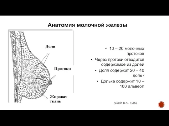 Анатомия молочной железы ( Eskin В.А., 1999) 10 – 20 молочных