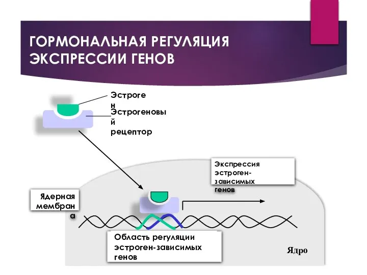 ГОРМОНАЛЬНАЯ РЕГУЛЯЦИЯ ЭКСПРЕССИИ ГЕНОВ