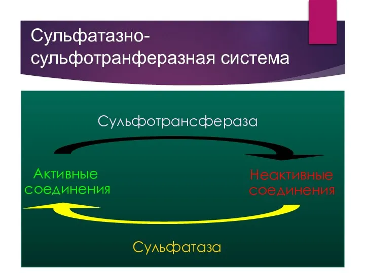 Сульфатазно-сульфотранферазная система