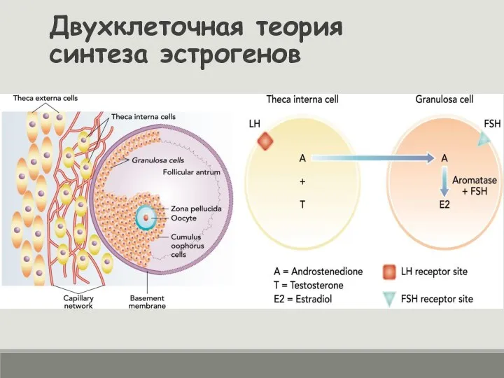 Двухклеточная теория синтеза эстрогенов