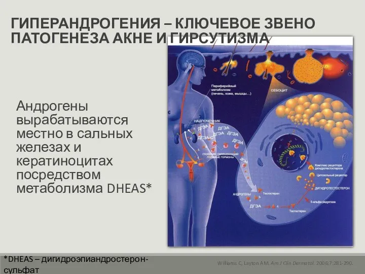 Андрогены вырабатываются местно в сальных железах и кератиноцитах посредством метаболизма DHEAS*