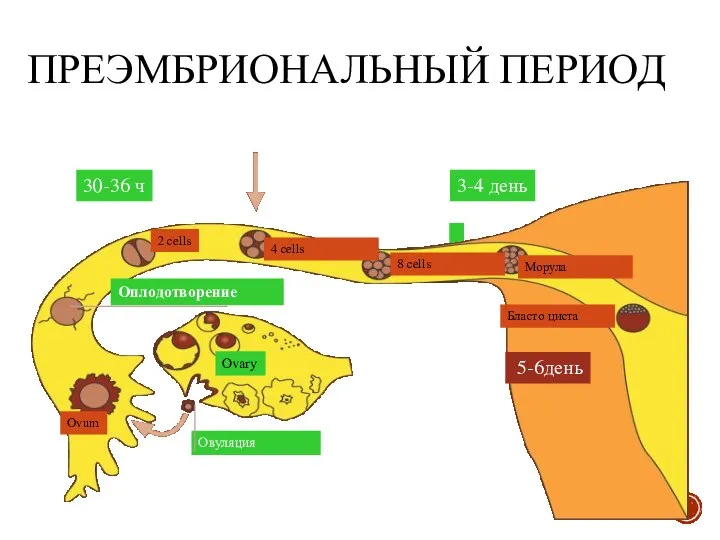 ПРЕЭМБРИОНАЛЬНЫЙ ПЕРИОД