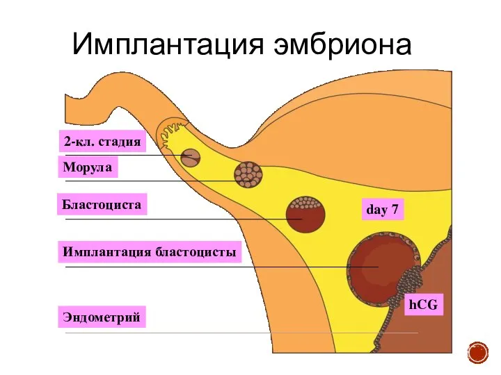 Имплантация эмбриона