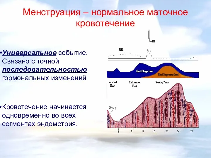 Менструация – нормальное маточное кровотечение Универсальное событие. Связано с точной последовательностью