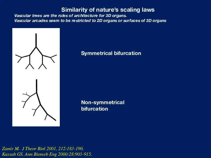 Similarity of nature’s scaling laws Vascular trees are the rules of