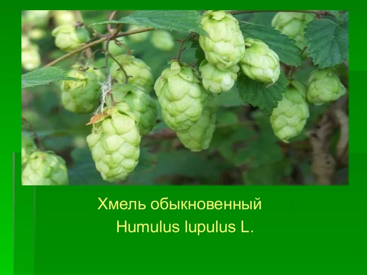 Хмель обыкновенный Humulus lupulus L.