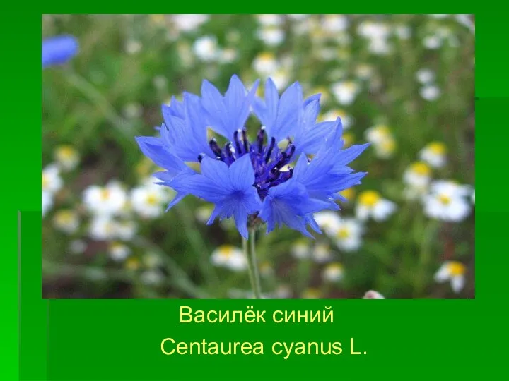 Василёк синий Centaurea cyanus L.