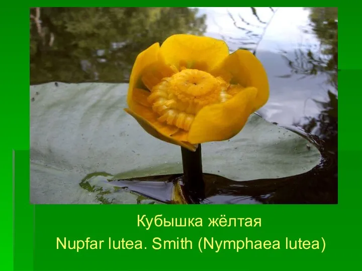 Кубышка жёлтая Nupfar lutea. Smith (Nymphaea lutea)
