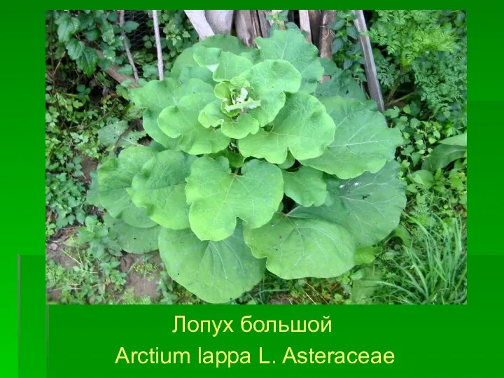 Лопух большой Arctium lappa L. Asteraceae