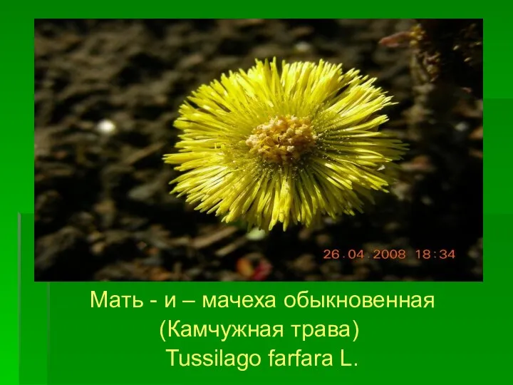 Мать - и – мачеха обыкновенная (Камчужная трава) Tussilago farfara L.
