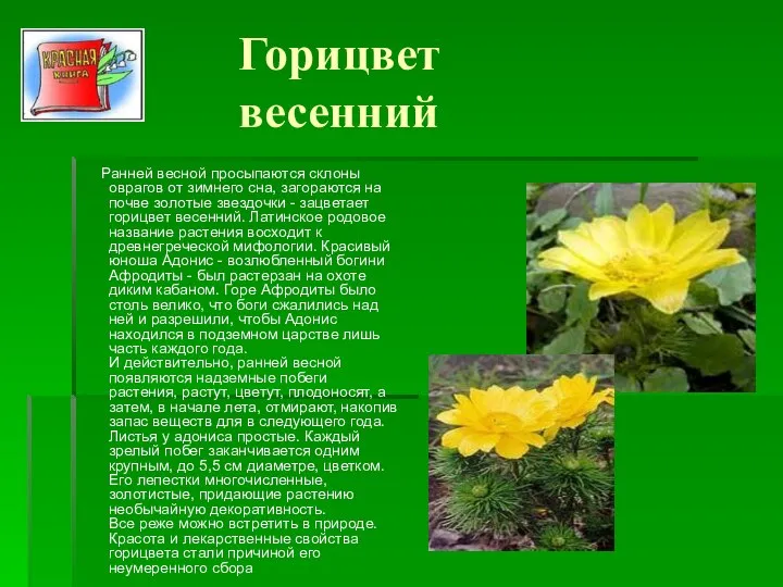 Горицвет весенний Ранней весной просыпаются склоны оврагов от зимнего сна, загораются