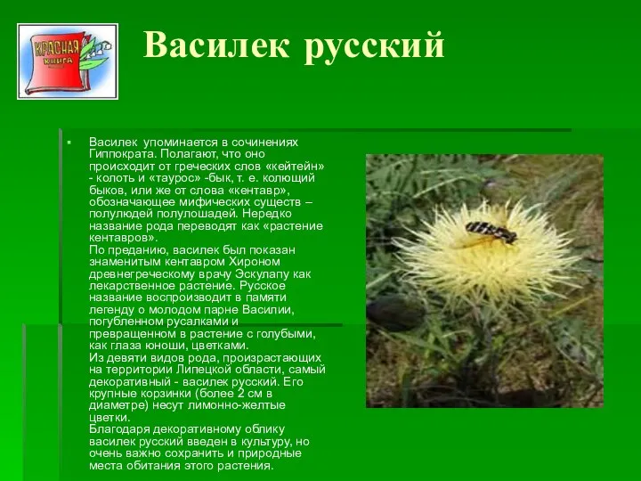 Василек русский Василек упоминается в сочинениях Гиппократа. Полагают, что оно происходит