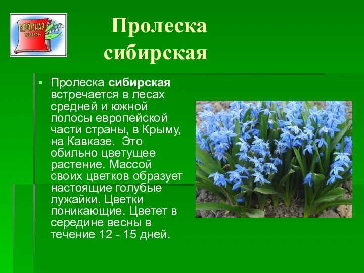 Пролеска сибирская Пролеска сибирская встречается в лесах средней и южной полосы