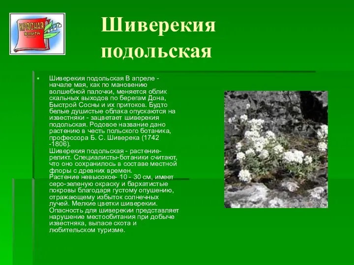 Шиверекия подольская Шиверекия подольская В апреле - начале мая, как по