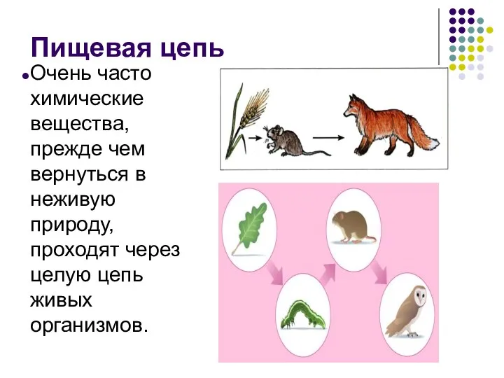 Пищевая цепь Очень часто химические вещества, прежде чем вернуться в неживую