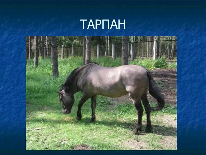 ТАРПАН