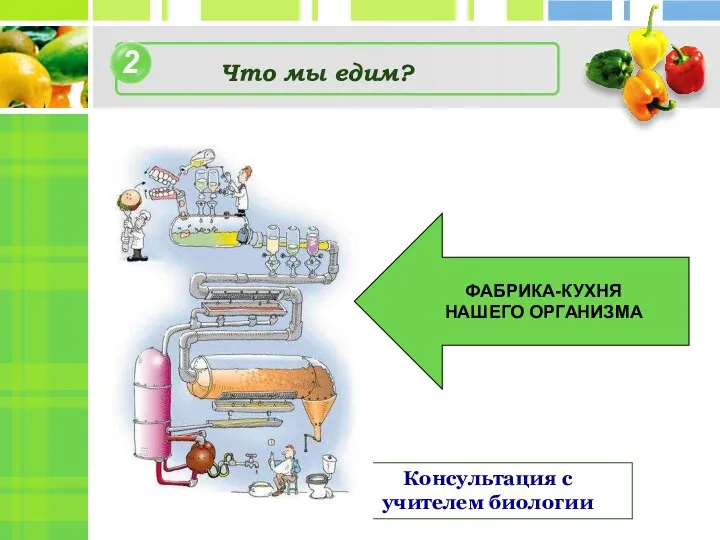 2 4 Что мы едим? Консультация с учителем биологии ФАБРИКА-КУХНЯ НАШЕГО ОРГАНИЗМА