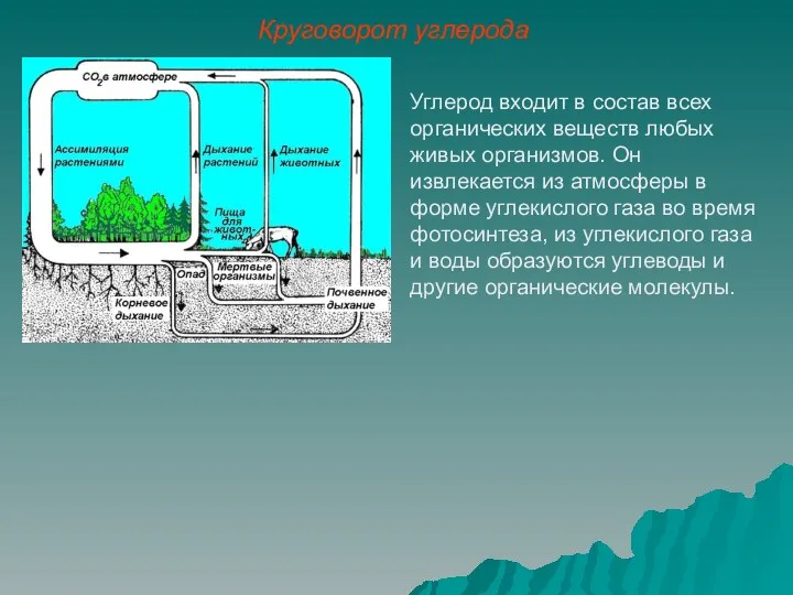 Углерод входит в состав всех органических веществ любых живых организмов. Он