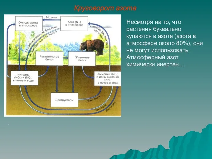 Несмотря на то, что растения буквально купаются в азоте (азота в