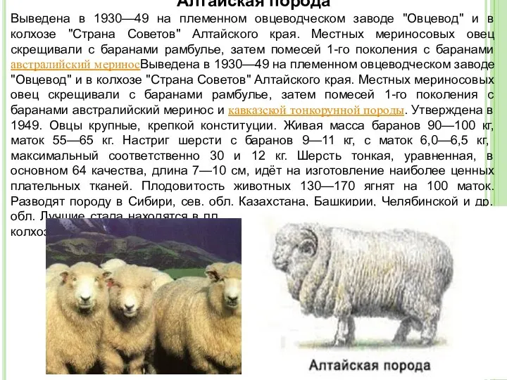 Алтайская порода Выведена в 1930—49 на племенном овцеводческом заводе "Овцевод" и