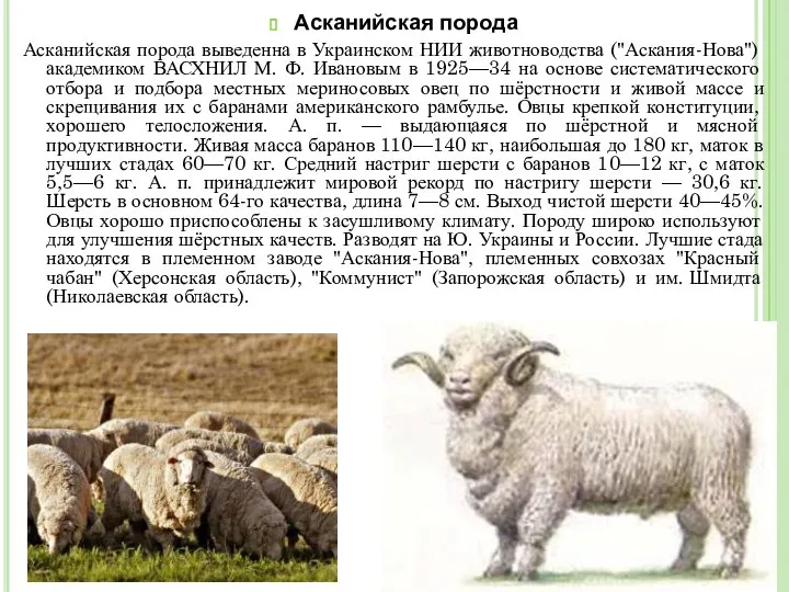 Асканийская порода Асканийская порода выведенна в Украинском НИИ животноводства ("Аскания-Нова") академиком