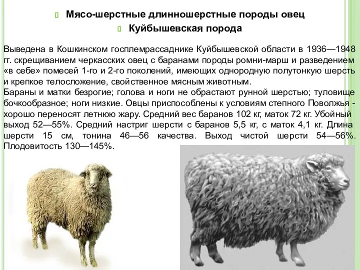 Мясо-шерстные длинношерстные породы овец Куйбышевская порода Выведена в Кошкинском госплемрассаднике Куйбышевской