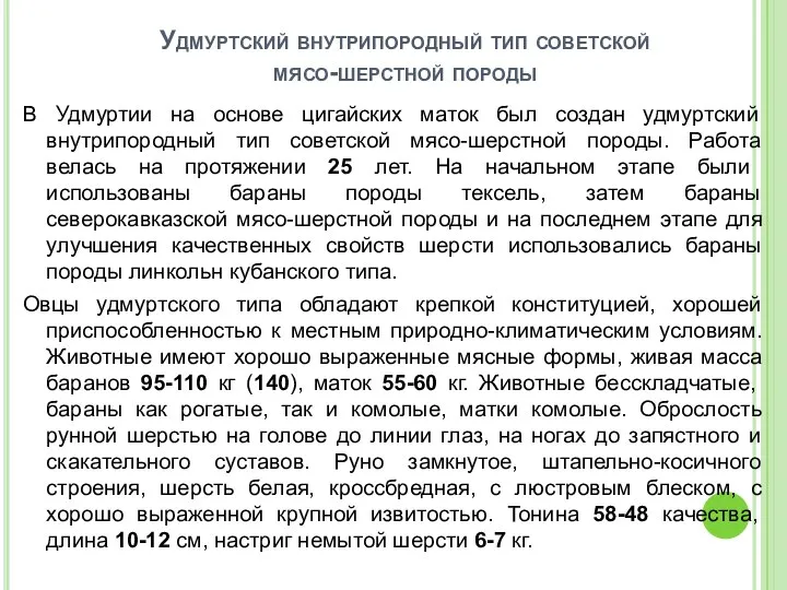 Удмуртский внутрипородный тип советской мясо-шерстной породы В Удмуртии на основе цигайских