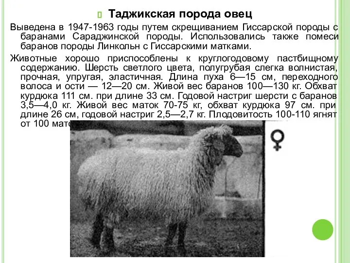 Таджикская порода овец Выведена в 1947-1963 годы путем скрещиванием Гиссарской породы