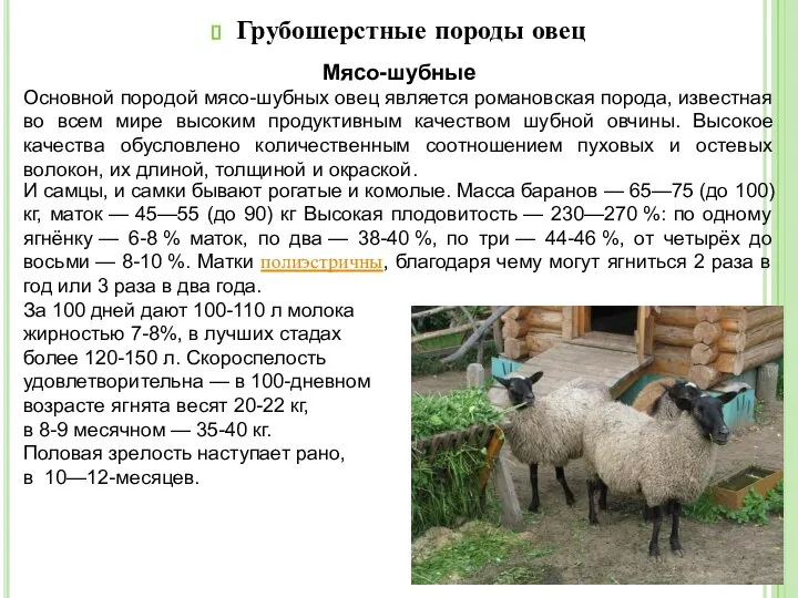 Грубошерстные породы овец Мясо-шубные Основной породой мясо-шубных овец является романовская порода,