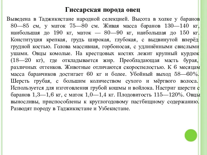 Гиссарская порода овец Выведена в Таджикистане народной селекцией. Высота в холке