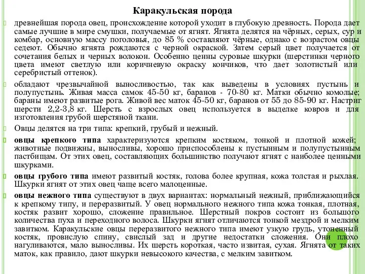 Каракульская порода древнейшая порода овец, происхождение которой уходит в глубокую древность.