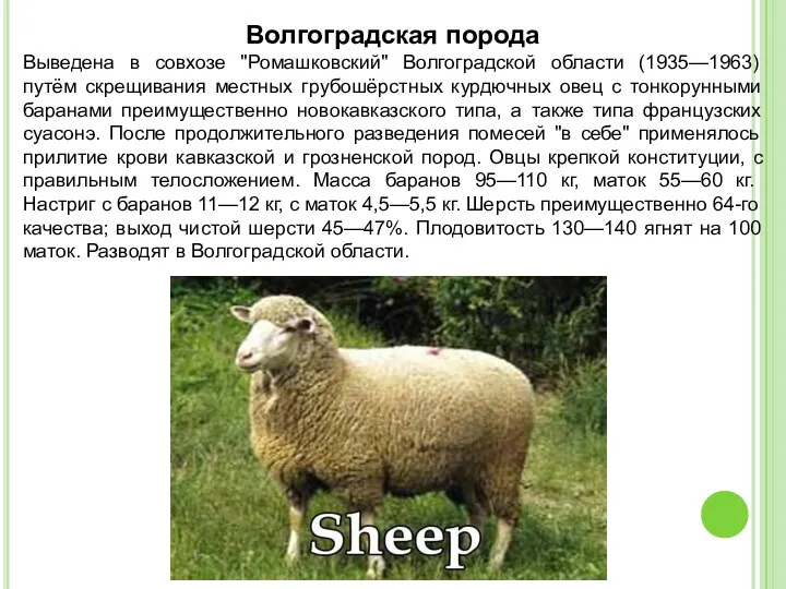 Волгоградская порода Выведена в совхозе "Ромашковский" Волгоградской области (1935—1963) путём скрещивания