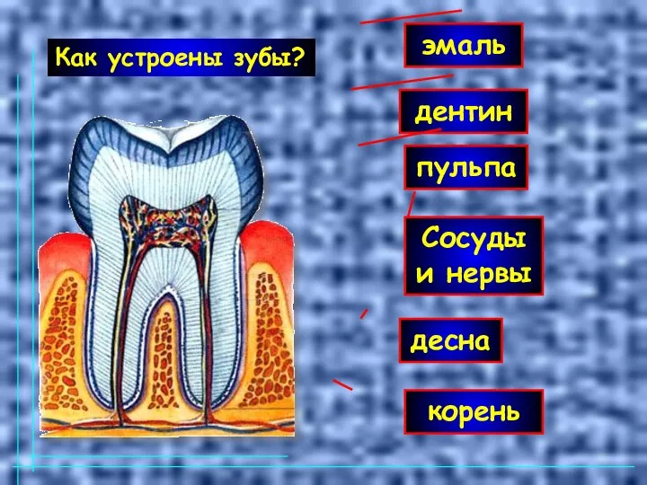 эмаль дентин пульпа корень Сосуды и нервы десна Как устроены зубы?