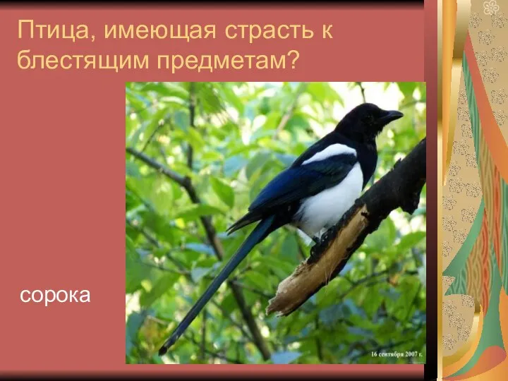 Птица, имеющая страсть к блестящим предметам? сорока