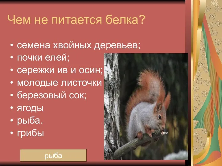 Чем не питается белка? семена хвойных деревьев; почки елей; сережки ив