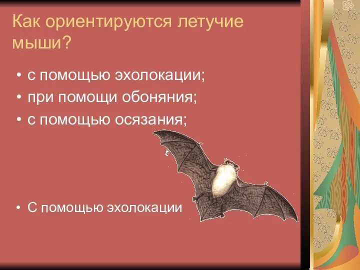 Как ориентируются летучие мыши? с помощью эхолокации; при помощи обоняния; с помощью осязания; С помощью эхолокации