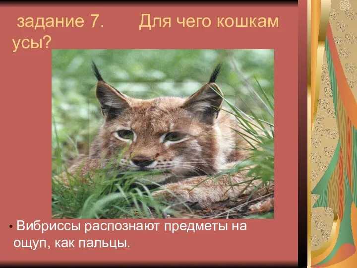 задание 7. Для чего кошкам усы? Вибриссы распознают предметы на ощуп, как пальцы.