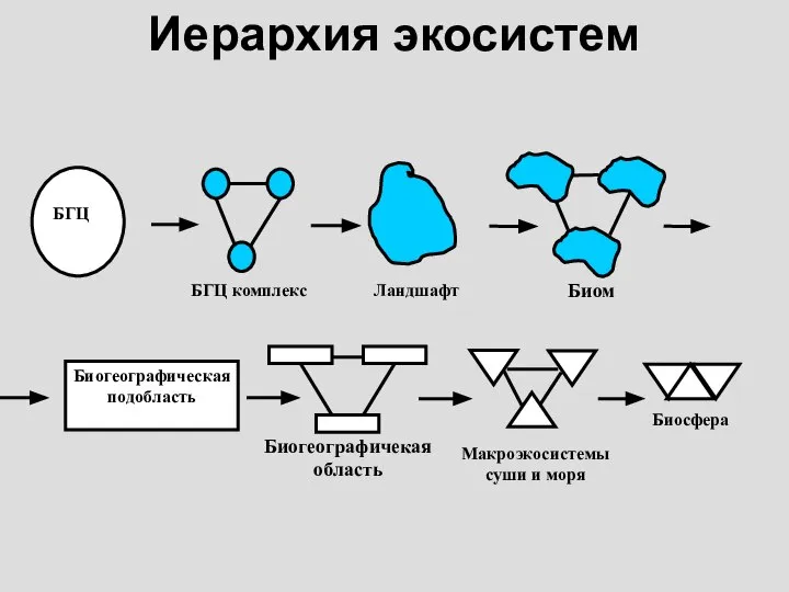 Иерархия экосистем