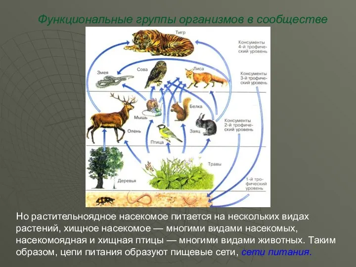 Функциональные группы организмов в сообществе Но растительноядное насекомое питается на нескольких