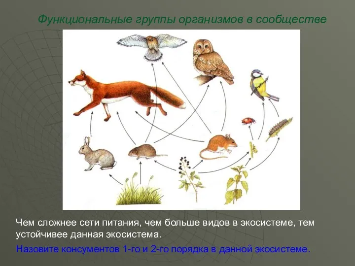 Функциональные группы организмов в сообществе Чем сложнее сети питания, чем больше