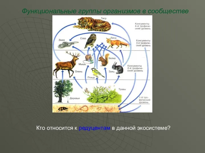 Функциональные группы организмов в сообществе Кто относится к редуцентам в данной экосистеме?