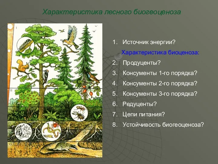 Характеристика лесного биогеоценоза Источник энергии? Характеристика биоценоза: Продуценты? Консументы 1-го порядка?