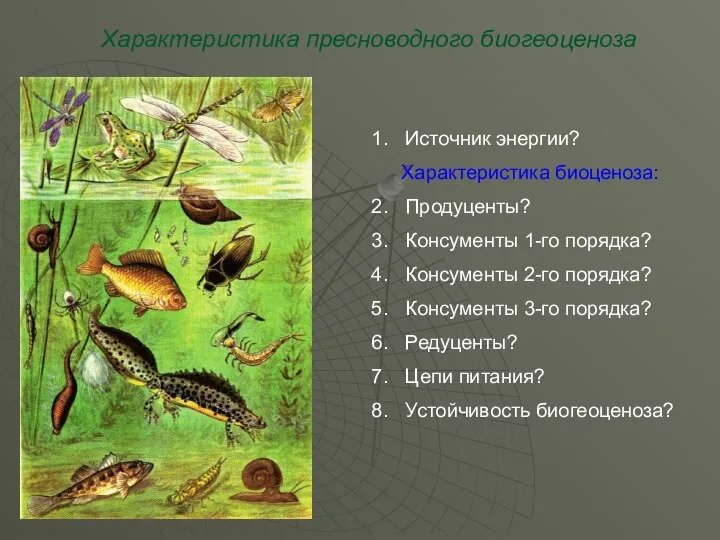 Характеристика пресноводного биогеоценоза Источник энергии? Характеристика биоценоза: Продуценты? Консументы 1-го порядка?