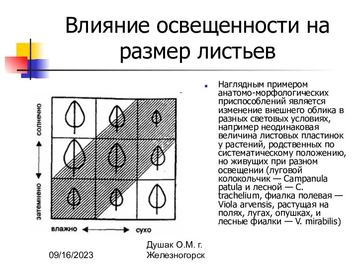 09/16/2023 Душак О.М. г.Железногорск Влияние освещенности на размер листьев Наглядным примером