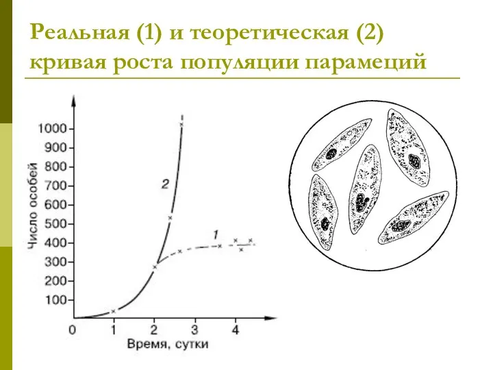 Реальная (1) и теоретическая (2) кривая роста популяции парамеций